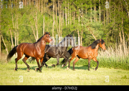 Cheval andalou trois chevaux trottant pasture Banque D'Images