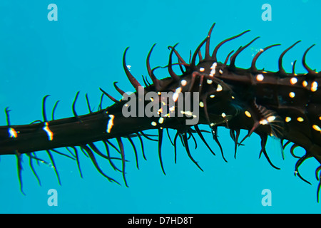 Syngnathe fantôme orné (Solenostomus Paradoxis). Prise à Ras Mohamed en Mer Rouge, Egypte. Banque D'Images