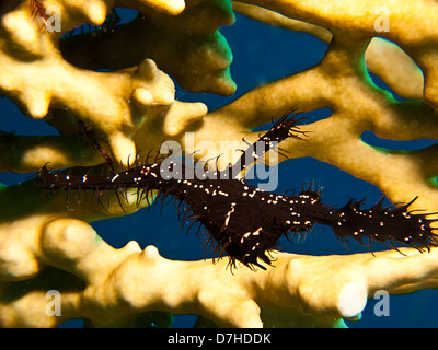 Syngnathe fantôme orné (Solenostomus Paradoxis) Banque D'Images