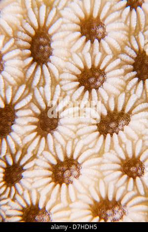 La texture et le motif détails de corail. Prise à Ras Mohamed en Mer Rouge, Egypte. Banque D'Images