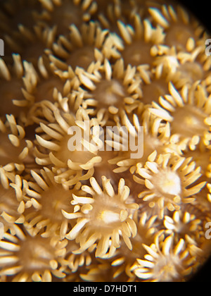 La texture et le motif détails de corail. Prise à Ras Mohamed en Mer Rouge, Egypte. Banque D'Images