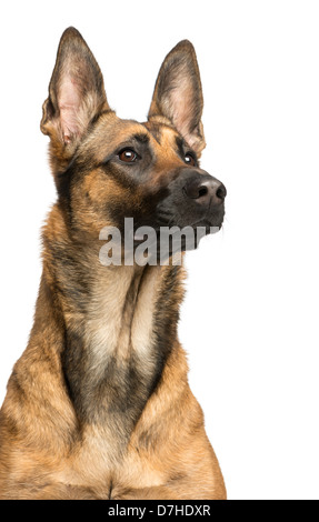 Close-up d'un chien de berger belge, 1 ans, contre fond blanc Banque D'Images