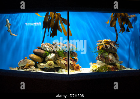 Two Oceans Aquarium, Victoria & Alfred Waterfront, Cape Town, Afrique du Sud Banque D'Images