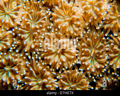 La texture et le motif détails de corail. Prise à Ras Mohamed en Mer Rouge, Egypte. Banque D'Images