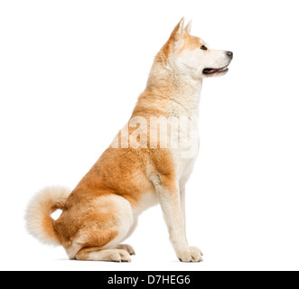 Vue latérale d'Akita Inu, 2 ans, assis à l'arrière-plan blanc Banque D'Images