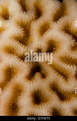 La texture et le motif détails de corail. Prise à Ras Mohamed en Mer Rouge, Egypte. Banque D'Images