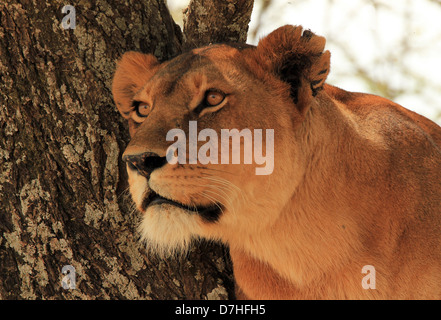 Portrait d'une lionne (Panthera leo) dans un arbre, Serengeti, Tanzanie Banque D'Images