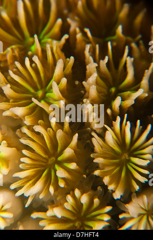 La texture et le motif détails de corail. Prise à Ras Mohamed en Mer Rouge, Egypte. Banque D'Images
