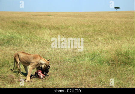 Lioness (Panthera leo) manger un Gnous dans la savane, Masai Mara, Kenya Banque D'Images