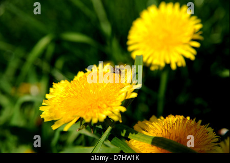 Fleurs jaune doré, les pissenlits ou les mauvaises herbes Nom scientifique Taraxacum genre photographie prise par Simon Dack Banque D'Images