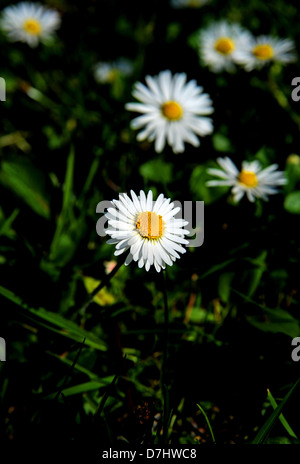 La pelouse du jardin commun Nom scientifique Daisy Bellis perennis photographie prise par Simon Dack Banque D'Images