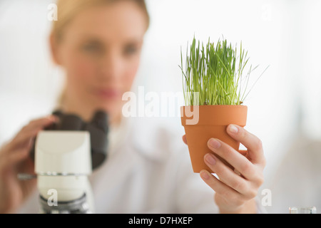 L'agropyre de l'examen scientifique Banque D'Images