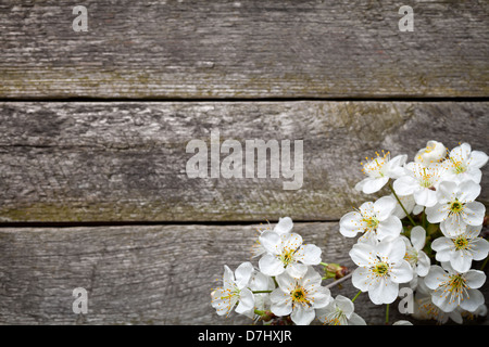 Arrière-plan de printemps avec des fleurs de cerisier sur table en bois. Vue d'en haut Banque D'Images