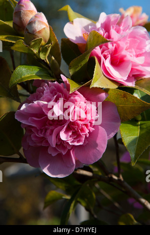 Camellia flowerheads, Camellia japonica, theaceae, fleuris, ensoleillée, selective focus Banque D'Images
