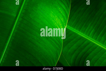 La Jamaïque, Close-up de feuilles vertes Banque D'Images