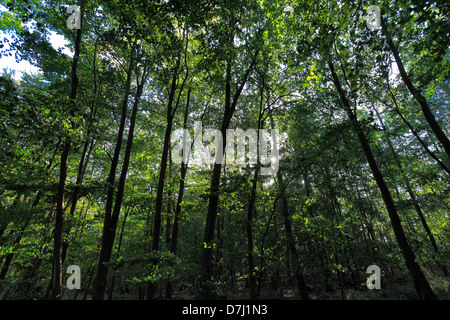 Couleurs du Printemps, rétroéclairé, Hêtre (Fagus sylvatica), New Forest, Hampshire, England, UK Banque D'Images