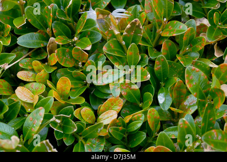 Fort de rouille, Puccia buxi, pustules sur la surface supérieure d'un parterre de feuilles malades de couverture Banque D'Images