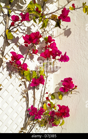 Bougainvilliers Cerise contre un mur blanc en Andalousie - un très commun dans cette partie du monde Banque D'Images