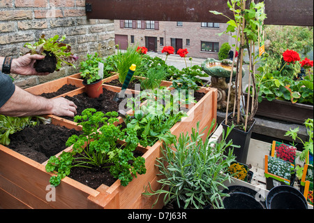 Pied carré par jardinage planter des fleurs, des herbes et des légumes en boîte bois sur balcon Banque D'Images