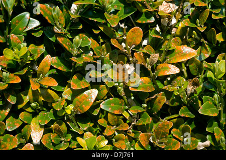 Fort de rouille, Puccia buxi, pustules sur la surface supérieure d'un parterre de feuilles malades de couverture Banque D'Images