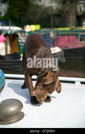 Labrador, chiot mâle marron chien os à mâcher Banque D'Images