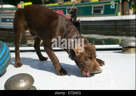 Labrador, chiot mâle marron chien os à mâcher Banque D'Images