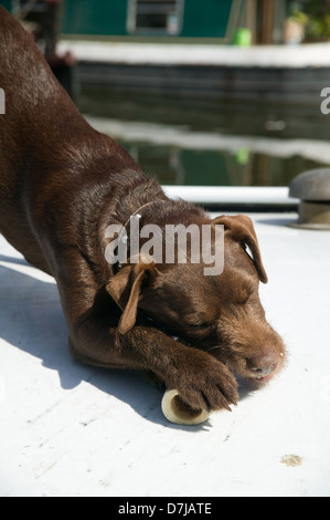 Labrador, chiot mâle marron chien os à mâcher Banque D'Images