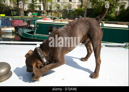 Labrador, chiot mâle marron chien os à mâcher Banque D'Images