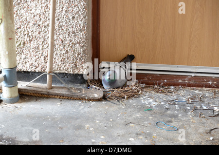 Nid Pigeon sur nombre de porte avant 3304 Banque D'Images