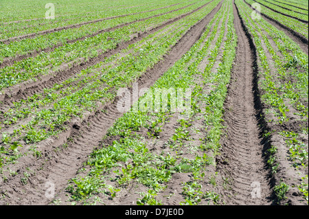 Rangées de jeunes plants de panais dans un champ du Suffolk, UK Banque D'Images