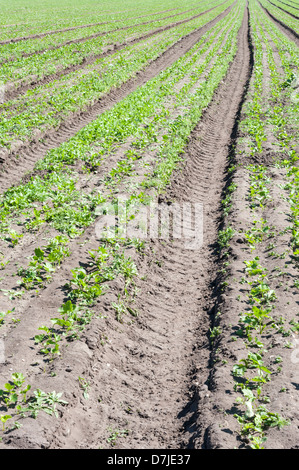 Rangées de jeunes plants de panais dans un champ du Suffolk, UK Banque D'Images