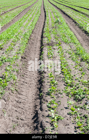 Rangées de jeunes plants de panais dans un champ du Suffolk, UK Banque D'Images