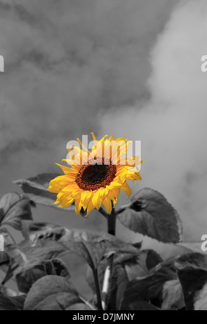 Un grand tournesol contre un beau ciel nuageux en noir et blanc avec la tête de fleur en jaune Banque D'Images