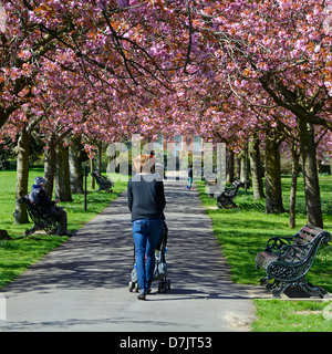 Fleur de printemps sur l'avenue d'arbres avec femme poussant la pram Banque D'Images