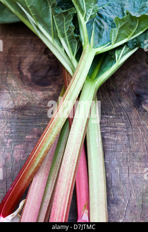 Rheum rhabarbarum. La rhubarbe fraîchement cueillies sur une planche de bois. Banque D'Images