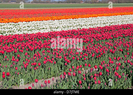 Tulipes hollandaises colorés sur les champs au printemps, Holland Banque D'Images