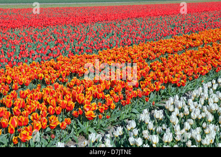 Blanc, orange et rouge sur les champs de tulipes hollandais, Hollande du Nord Banque D'Images