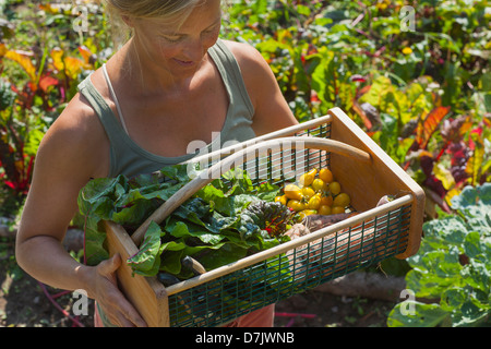 Femme la collecte des légumes dans jardin Banque D'Images