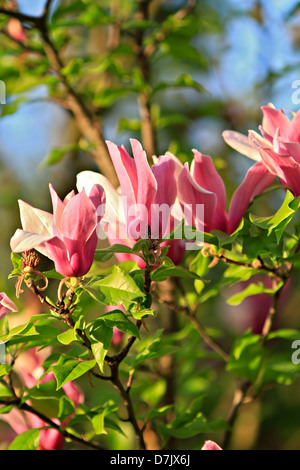 Magnolia magnolia Tulip, Mulan ou Lily magnolia (Magnolia denudata) Banque D'Images