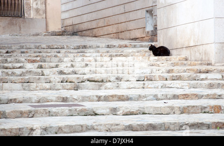 Chat noir sur blanc escalier de pierre Banque D'Images