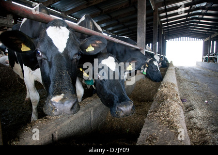 Les vaches laitières Holstein Banque D'Images