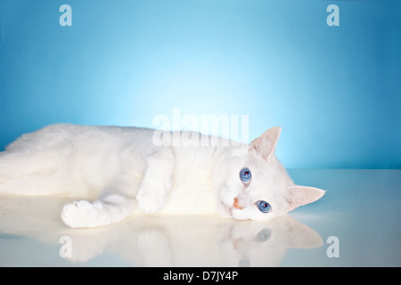 Magnifique chat blanc pur avec des yeux bleu de la Chine à l'appareil photo contre l'arrière-plan studio bleu Banque D'Images