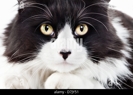 Close up portrait of intense fluffly policier dans la fixant intensément et directement à l'appareil photo Banque D'Images