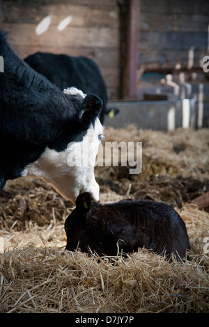 La vache allaitante de boeuf et veau Banque D'Images