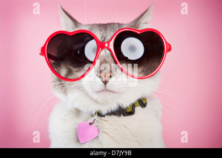 Valentine cat posant avec amour rouge lunettes contre fond rose Banque D'Images