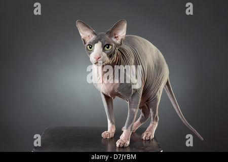 Portrait de l'alerte, gris pâle, glabre Sphinx cat standing posé en studio Banque D'Images