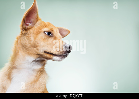 Un portrait de race Basenji mix Chihuahua en toile verte contre studio Banque D'Images