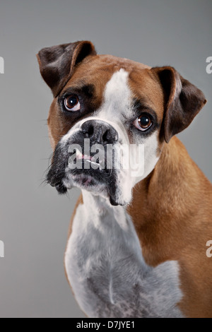 Portrait de chien boxer brun et blanc face à l'appareil photo en studio Banque D'Images