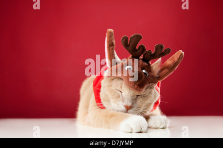 Lumière colorée sleeping cat wearing reindeer costume contre fond rouge Banque D'Images
