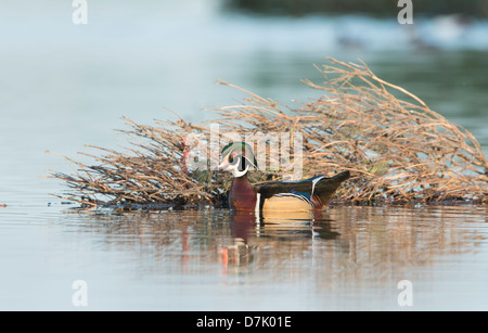 Un mâle Canard branchu (Aix sponsa), White Rock Lake, Dallas, Texas Banque D'Images